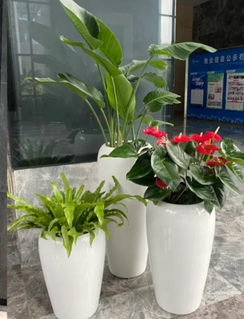海曙绿色植物租赁-镇海花木租摆定制-海曙花木租摆市场-奉化花卉租摆合同